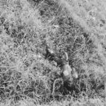IMG_20250209_052121