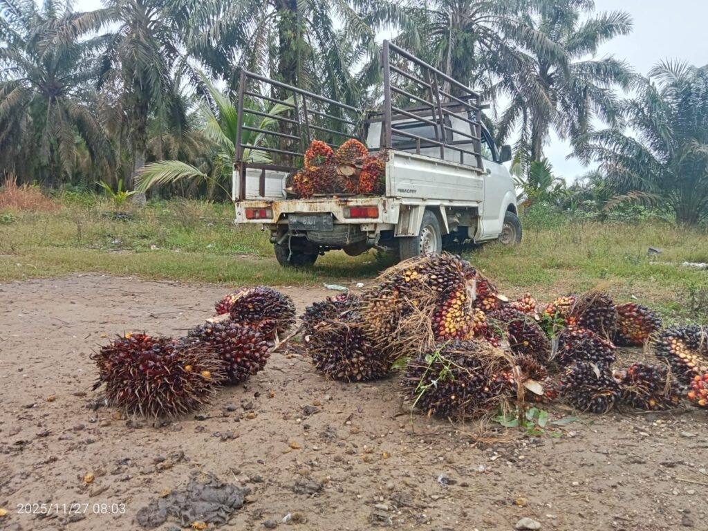 Security PT. Padasa  Enam Utama Diduga Melagar UU Perkebunan ,Introgasi Warga Diluar Area HGU, Deputi Pengamanan Mengaku Salah Paham