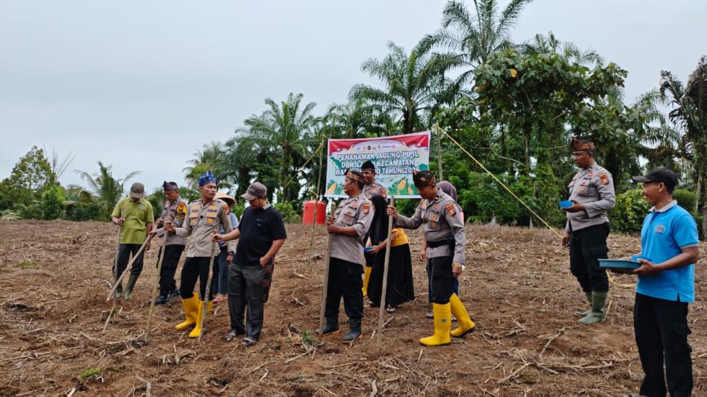 Polsek Rambah Samo dan Warga Tanam Jagung di Marga Mulya, Perkuat Ketahanan Pangan Nasional
