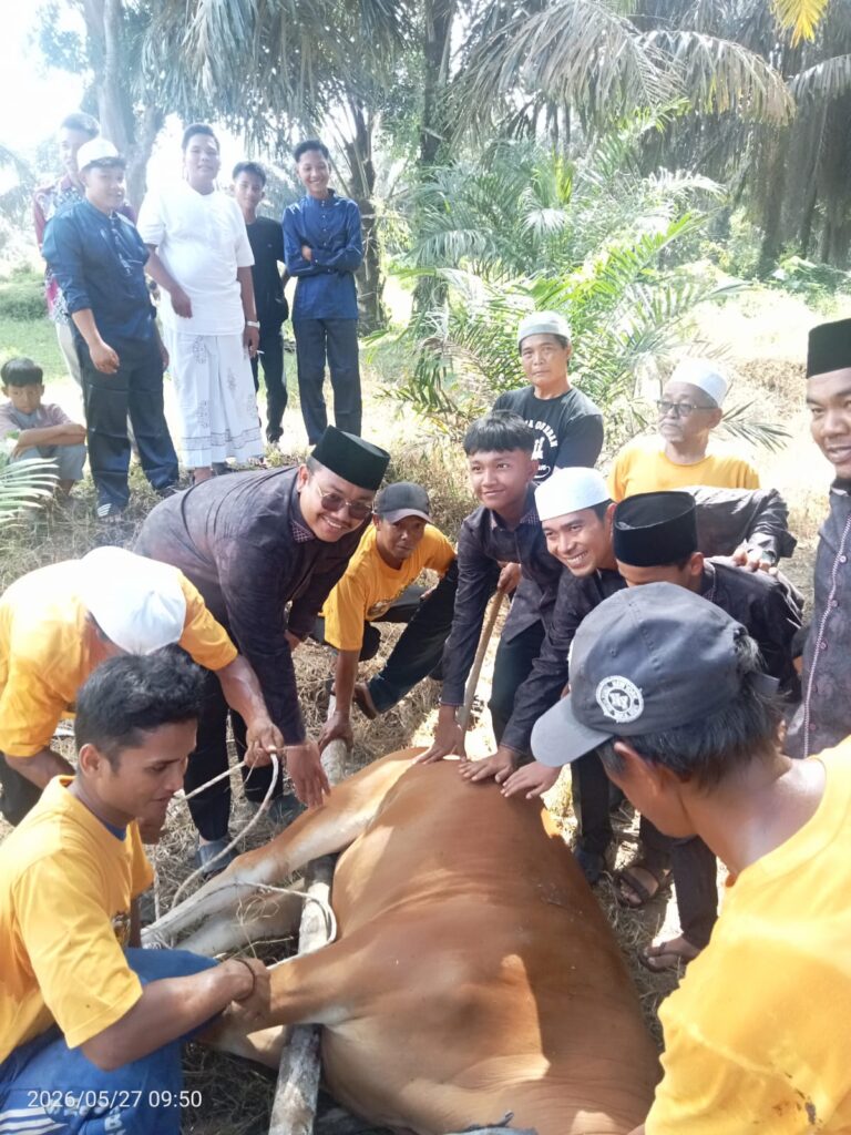 37 Ekor Sapi Kurban Disembelih Terpusat di Kampung Lamo Desa Kabun
