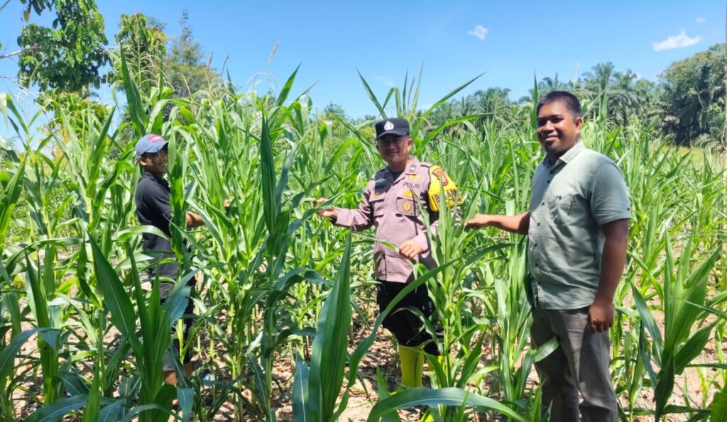 Dukung Ketahanan Pangan, Bhabinkamtibmas dan BUMDes Teluk Aur Tinjau Jagung Warga