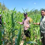 Dukung Ketahanan Pangan, Bhabinkamtibmas dan BUMDes Teluk Aur Tinjau Jagung Warga IMG_20260525_191948