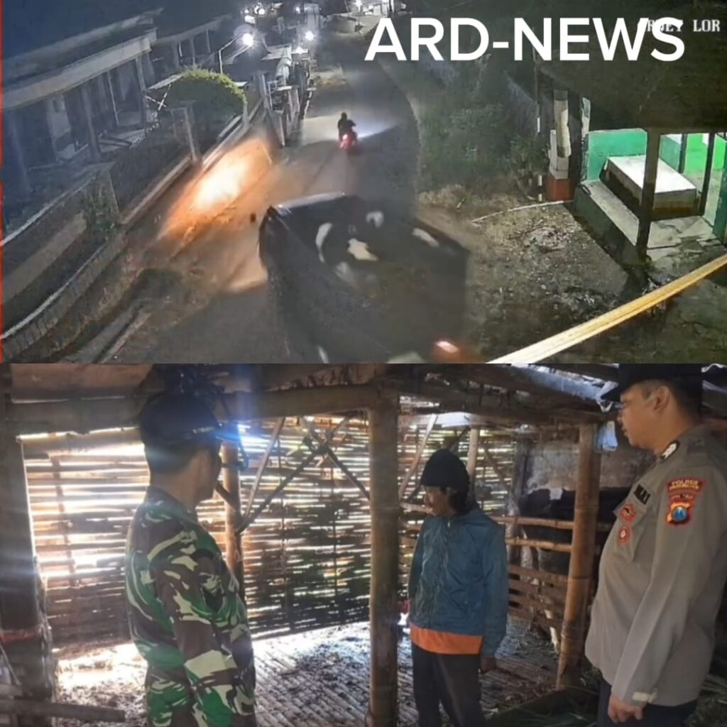 Dua Sapi Senilai Rp50 Juta Digondol Maling di Andonosari Tutur Pasuruan