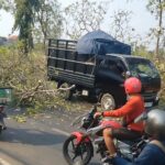 Dua Pohon Mangga Laut Tumbang Di Pasuruan, Timpa Pikap Dan Motor, Dua Pelajar Terluka